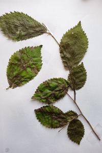 <i>Ulmus minor</i>