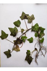 <i>Hedera helix</i>