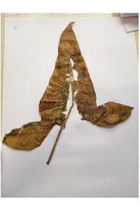 <i>Arum maculatum</i>