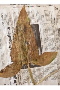 <i>Arum maculatum</i>