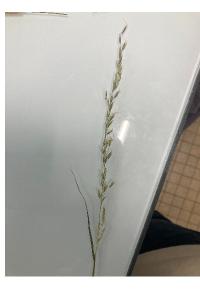 <i>Arrhenatherum elatius</i>