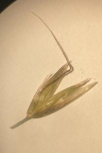 <i>Arrhenatherum elatius</i>