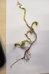 <i>Petrosedum rupestre</i>