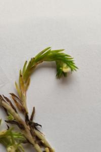 <i>Petrosedum rupestre</i>