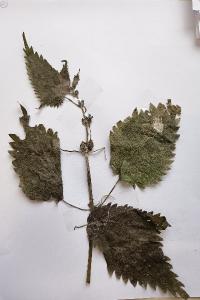 <i>Urtica dioica</i>