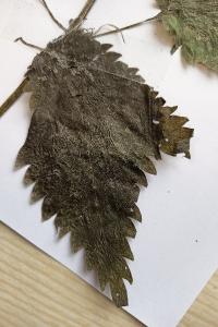 <i>Urtica dioica</i>