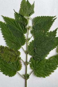 <i>Urtica dioica</i>