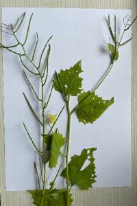 <i>Alliaria petiolata</i>
