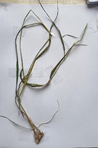 <i>Brachypodium sylvaticum</i>