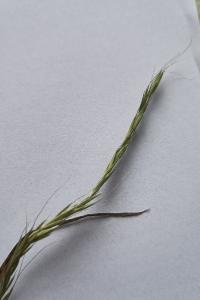 <i>Brachypodium sylvaticum</i>