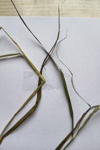 <i>Brachypodium sylvaticum</i>