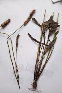 <i>Plantago lanceolata</i>
