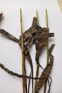 <i>Plantago lanceolata</i>