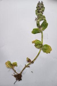 <i>Ajuga genevensis</i>