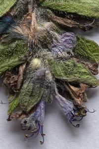 <i>Ajuga genevensis</i>