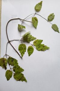 <i>Clematis vitalba</i>