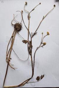 <i>Ranunculus bulbosus</i>