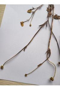 <i>Ranunculus bulbosus</i>