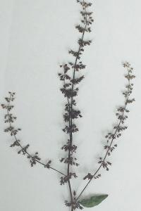 <i>Rumex conglomeratus</i>