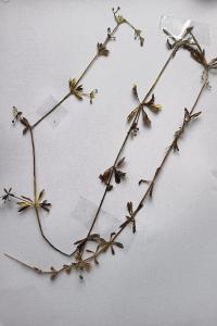 <i>Galium aparine</i>
