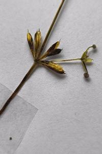 <i>Galium aparine</i>