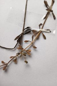 <i>Galium aparine</i>