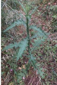 <i>Carduus acanthoides</i>