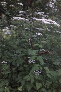 <i>Chaerophyllum temulum</i>