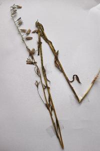 <i>Campanula rapunculus</i>