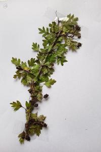 <i>Crataegus monogyna</i>