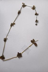 <i>Cruciata laevipes</i>