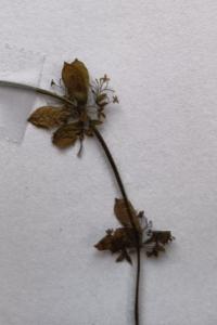 <i>Cruciata laevipes</i>