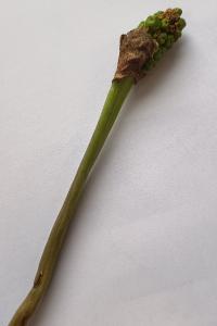 <i>Arum maculatum</i>