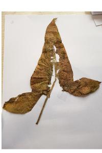 <i>Arum maculatum</i>