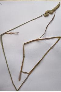 <i>Dactylis glomerata</i>