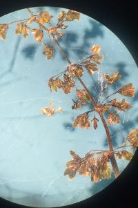 <i>Rumex conglomeratus</i>
