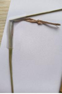 <i>Dactylis glomerata</i>