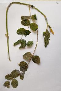 <i>Astragalus glycyphyllos</i>