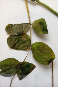 <i>Astragalus glycyphyllos</i>