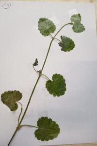 <i>Glechoma hederacea</i>