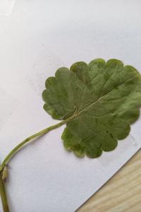 <i>Glechoma hederacea</i>