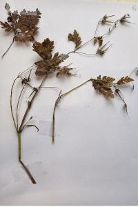 <i>Geranium robertianum</i>