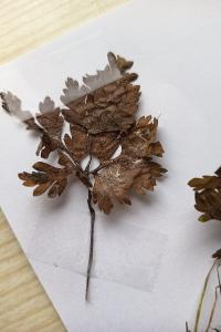 <i>Geranium robertianum</i>