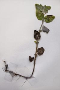 <i>Mentha arvensis</i>