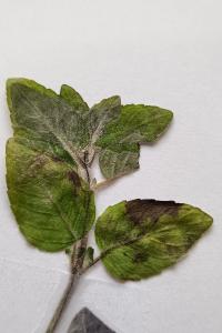 <i>Mentha arvensis</i>