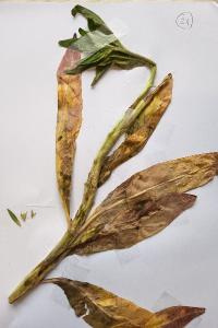 <i>Oenothera biennis</i>