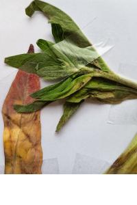 <i>Oenothera biennis</i>
