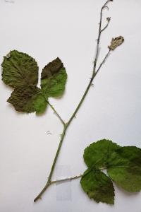 <i>Rubus fruticosus</i>