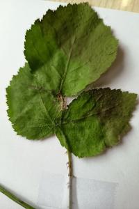 <i>Rubus fruticosus</i>