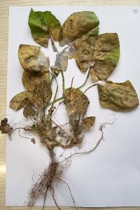 <i>Viola odorata</i>
